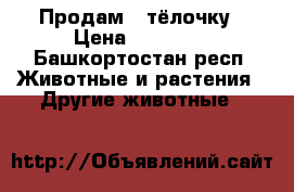   Продам   тёлочку › Цена ­ 18 000 - Башкортостан респ. Животные и растения » Другие животные   